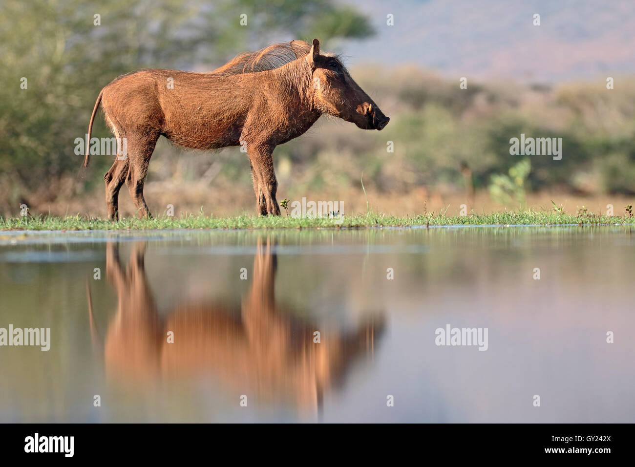 Warthog, Phacochoerus aethiopicus, single mammal by water, South Africa, August 2016 Stock Photo
