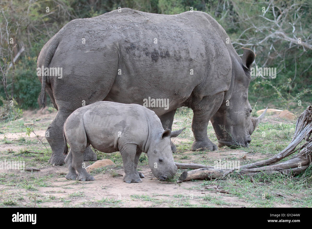 White rhinoceros, Diceros simus, mother and young,  South Africa, August 2016 Stock Photo