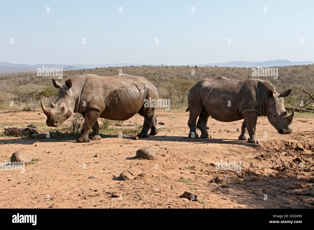 White rhinoceros, Diceros simus, two mammals,  South Africa, August 2016 Stock Photo