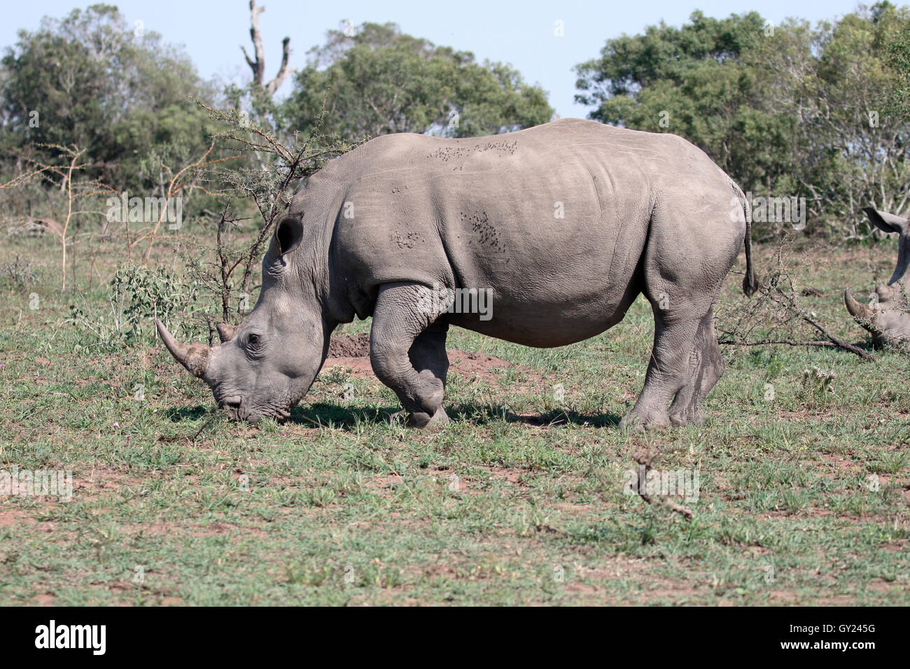 White rhinoceros, Diceros simus, single mammal,  South Africa, August 2016 Stock Photo