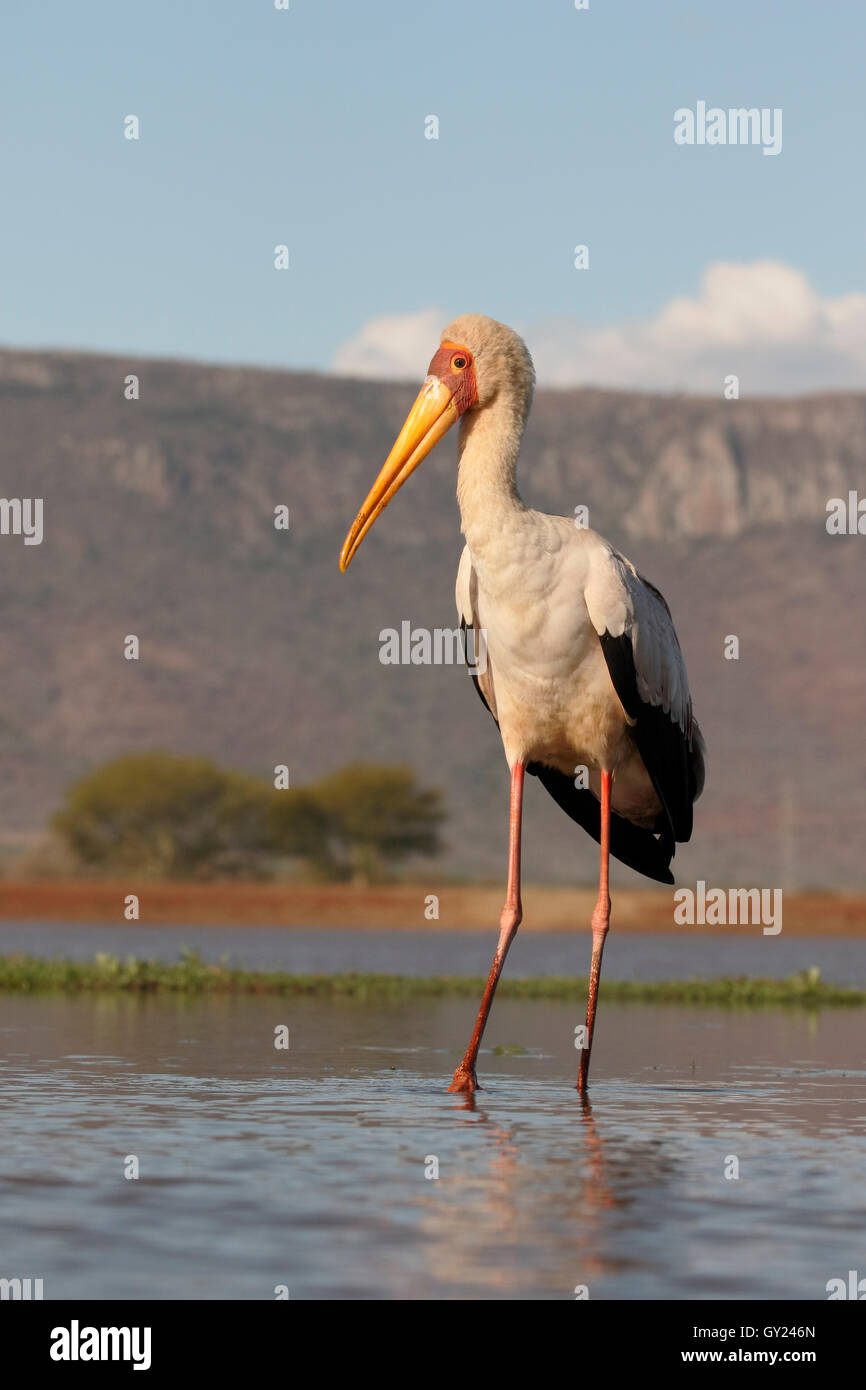 Yellow-billed stork, Mycteria ibis, single bird in water, South Africa, August 2016 Stock Photo