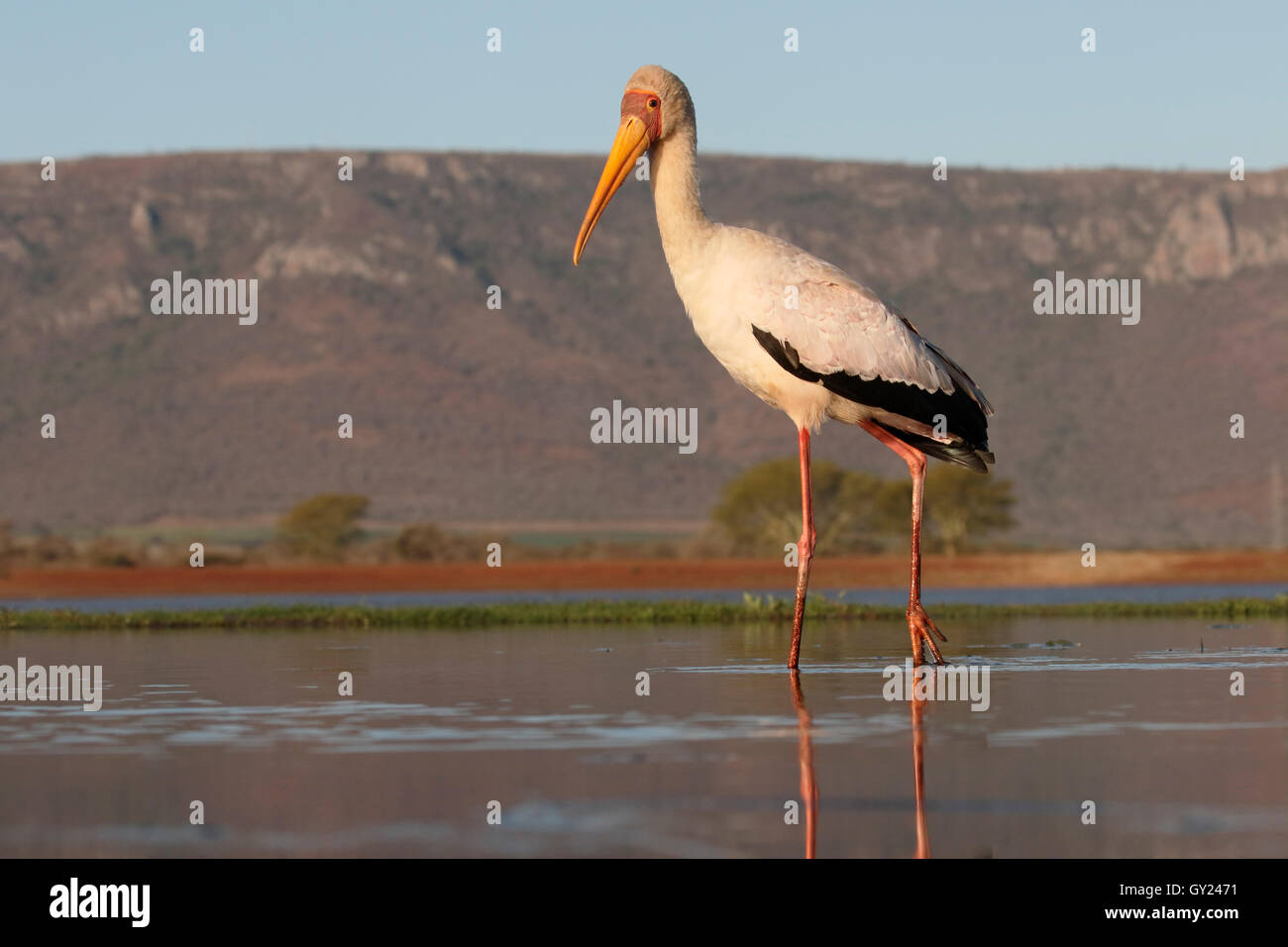 Yellow-billed stork, Mycteria ibis, single bird in water, South Africa, August 2016 Stock Photo