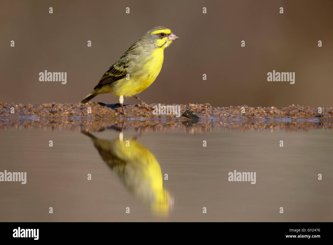 Yellow-eyed canary, Crithagra mozambicus, single bird by water, South ...