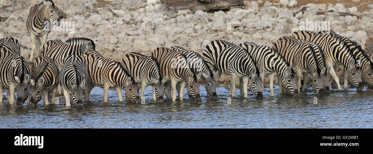 Zebras take a drink at The Etosha National park in Namibia. Stock Photo