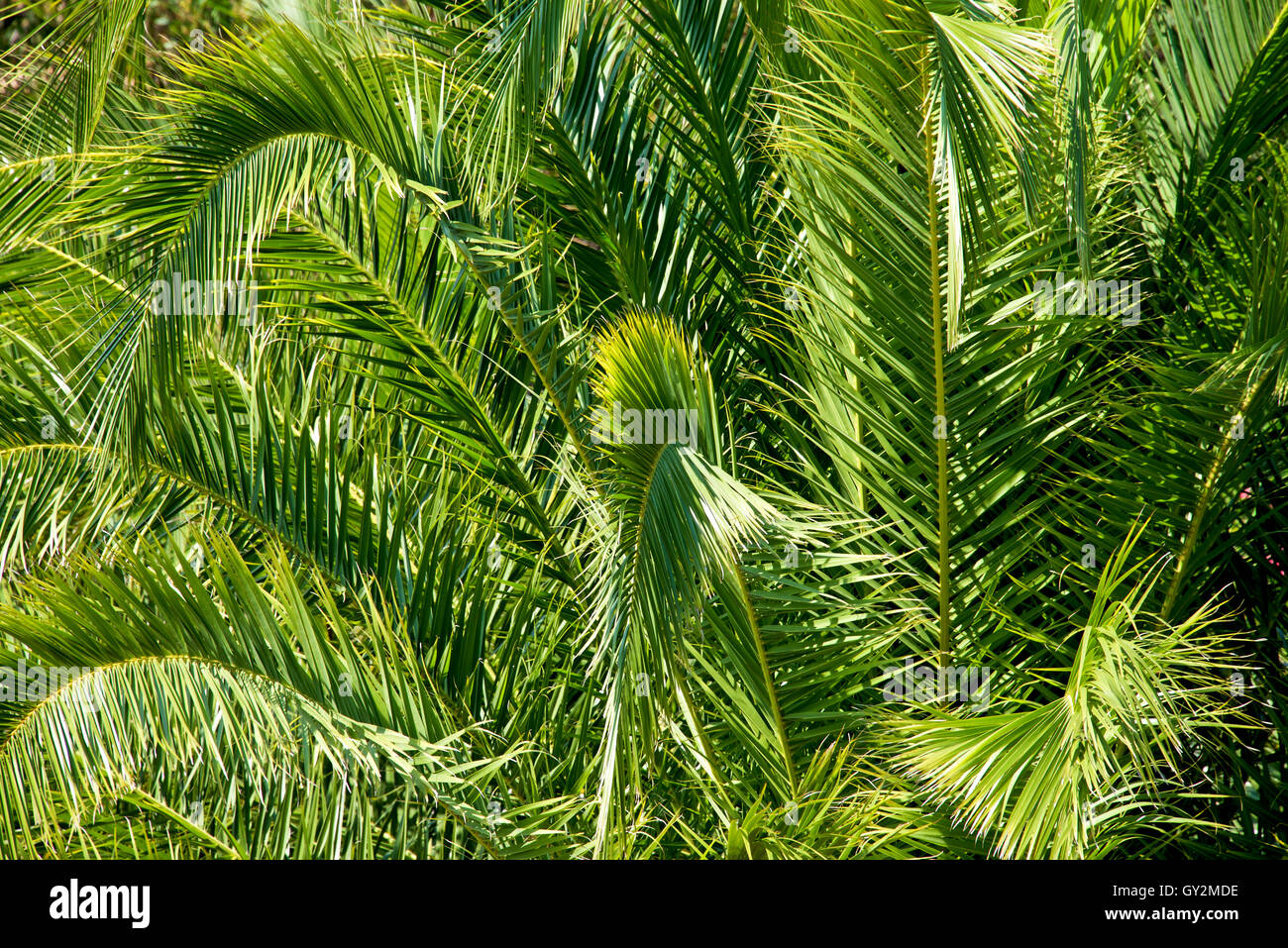 Lush green palm leaves in tropical forest as background Stock Photo