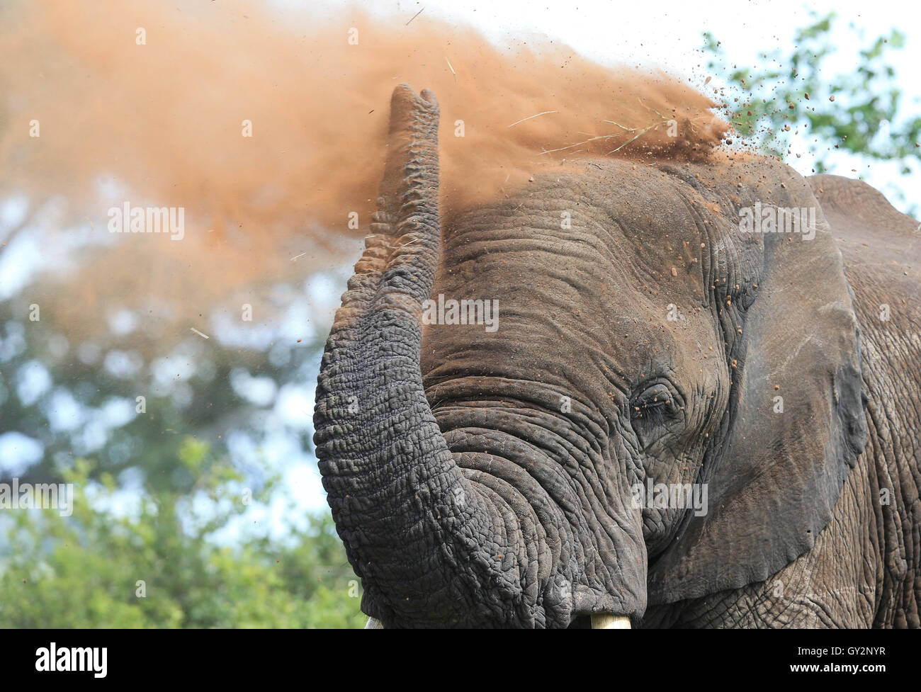 Male Elephant having a dust bath in The Kruger National Park South