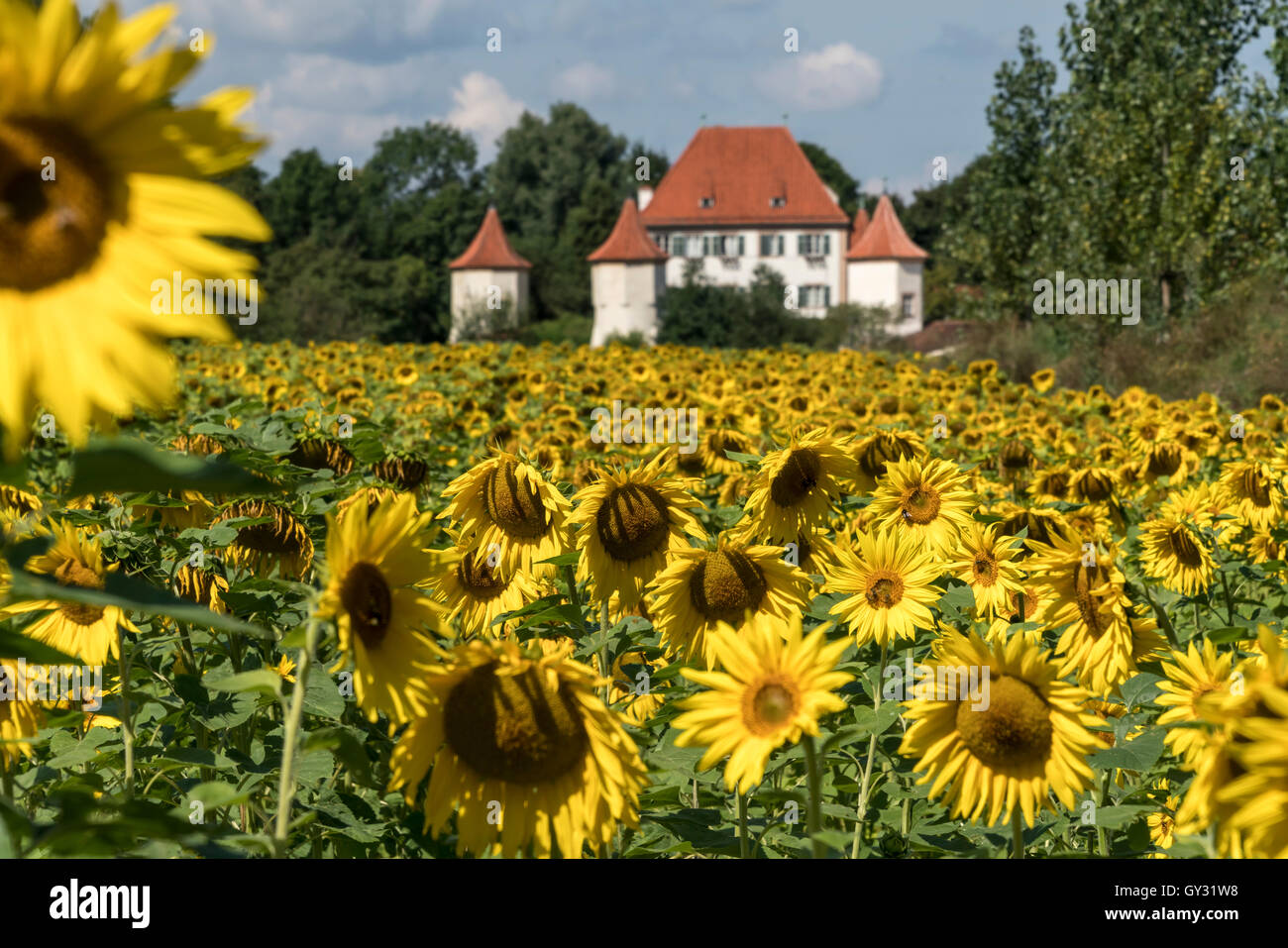 sunflower field and Blutenburg Castle in Munich Obermenzing, Bavaria