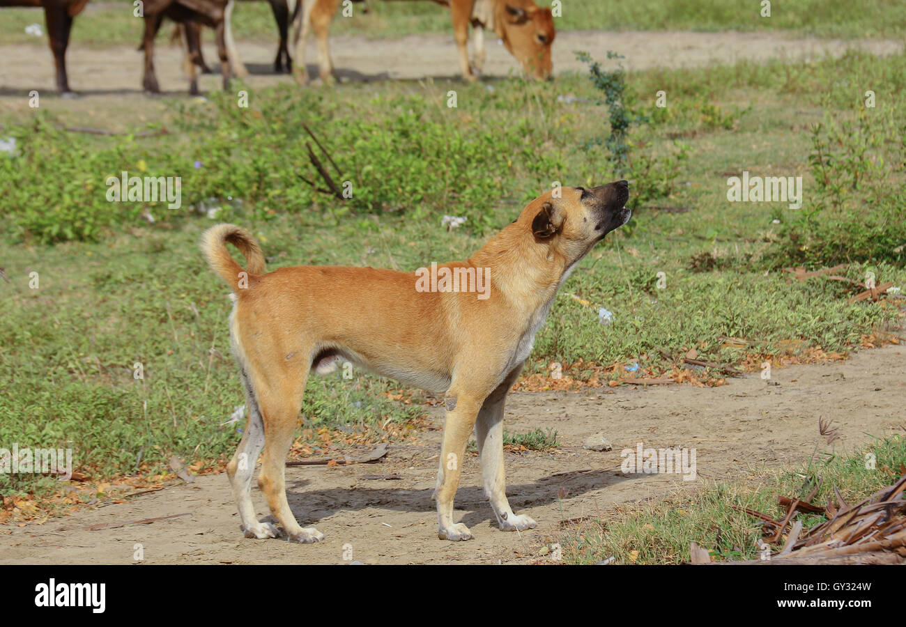 Dogs Animals Mammals Brown Short Hair Howl A Foal Breeding