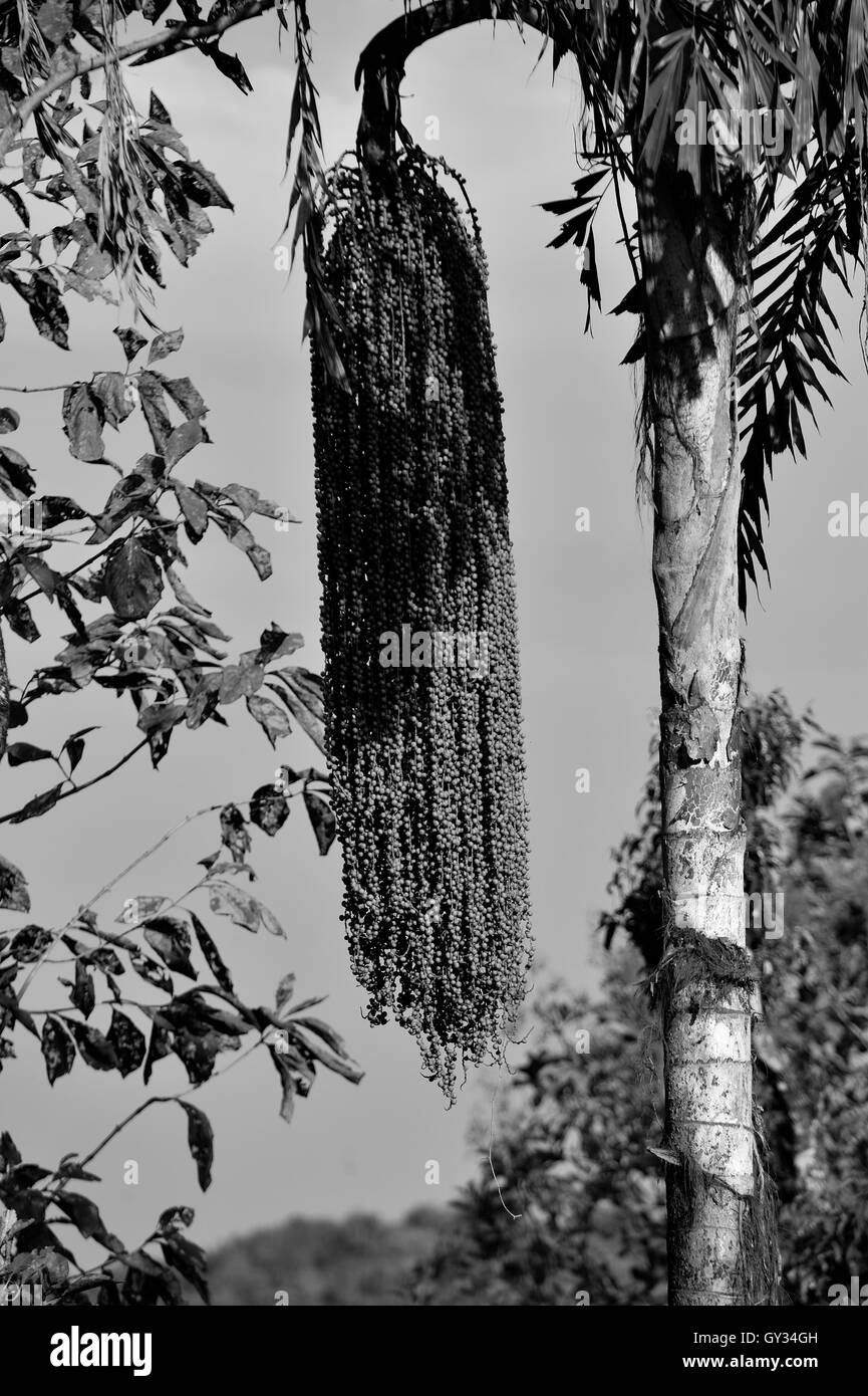 The Hidden Secrets Behind The Perfect Palm Frond Harvest