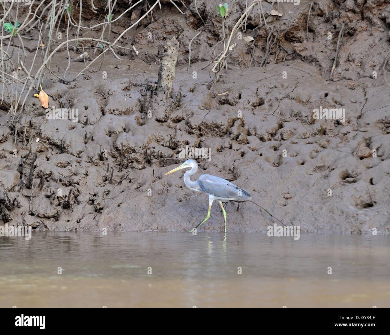 bird on mud bank Stock Photo Alamy