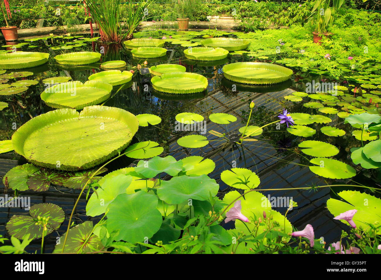 Amazon waterlily (Victoria amazonica) flower and floating leaves Water