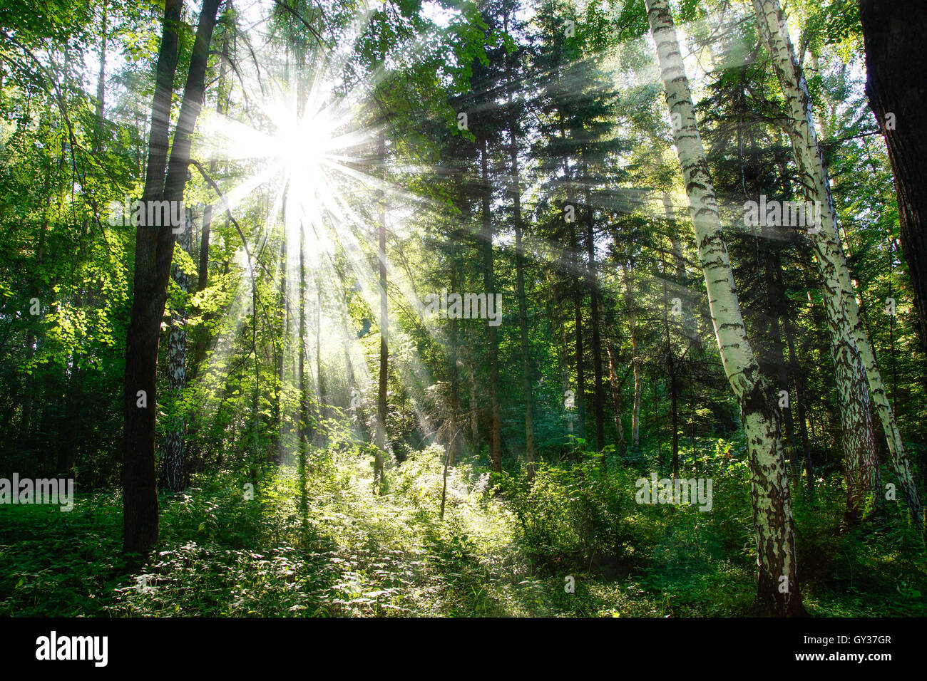 The sun's rays in a birch grove in sunny day Stock Photo - Alamy