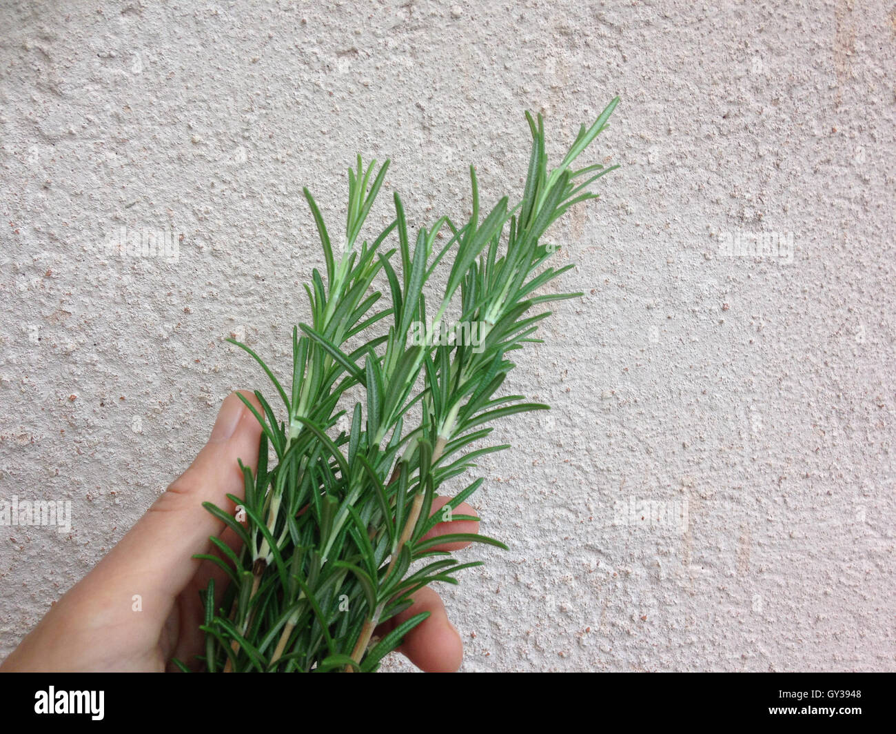 Woman holding rosemary leaves hi-res stock photography and images