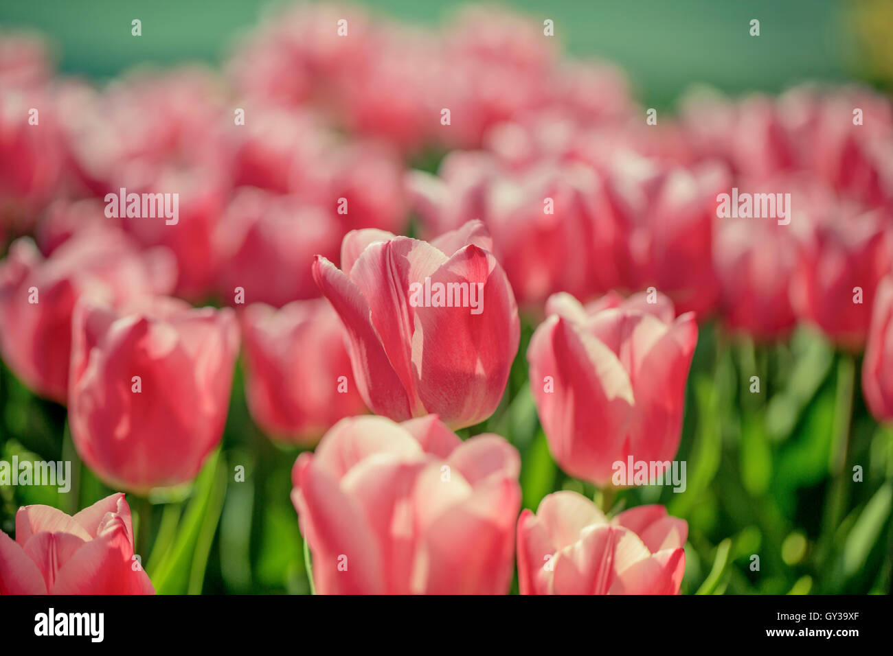 Formal flower bed hi-res stock photography and images - Alamy