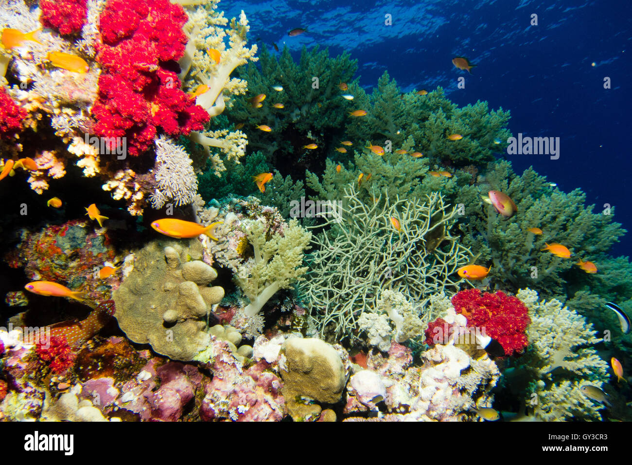 Coral garden in the red sea Stock Photo