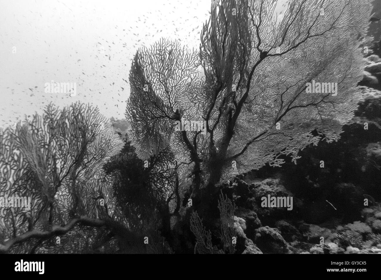 Tropical marine sea life art Black and White Stock Photos & Images - Alamy