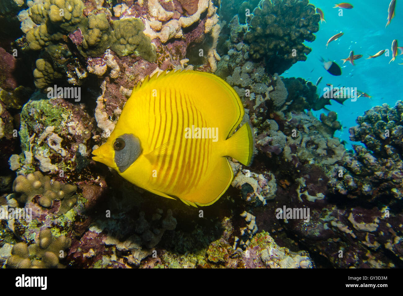 Blue cheeked butterflyfish Stock Photo - Alamy