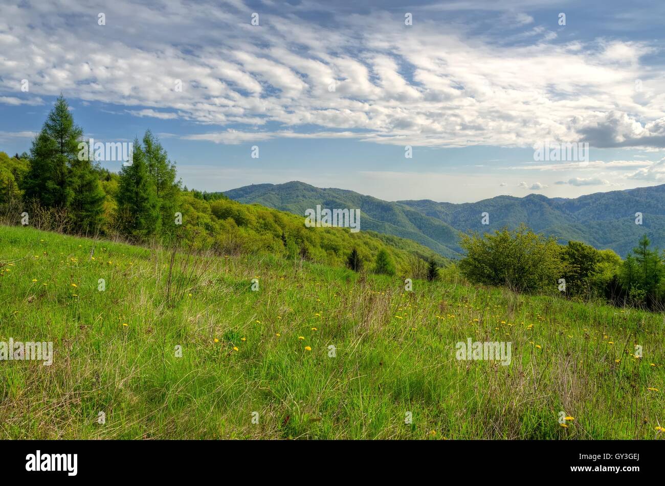 Spring mountain landscape. Green meadow and forested hills. Stock Photo