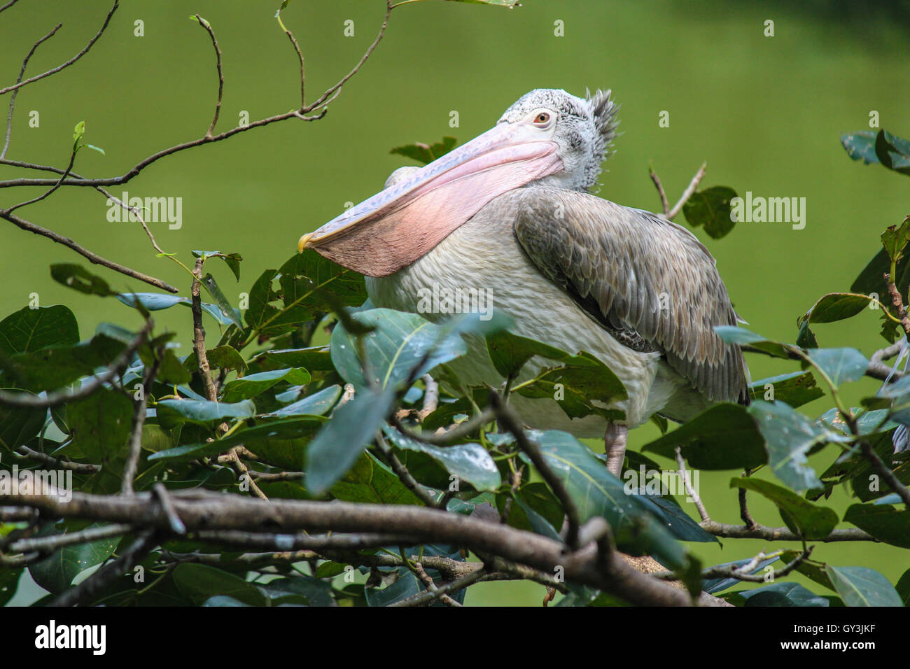 Spot-billed pelican or Grey pelican (Pelecanus philippensis) Stock Photo
