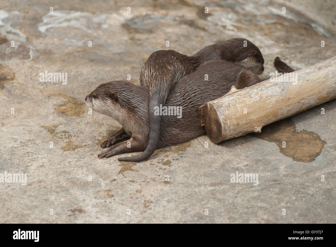 Asian Small Claw Otters snuggling together for warmth. Stock Photo