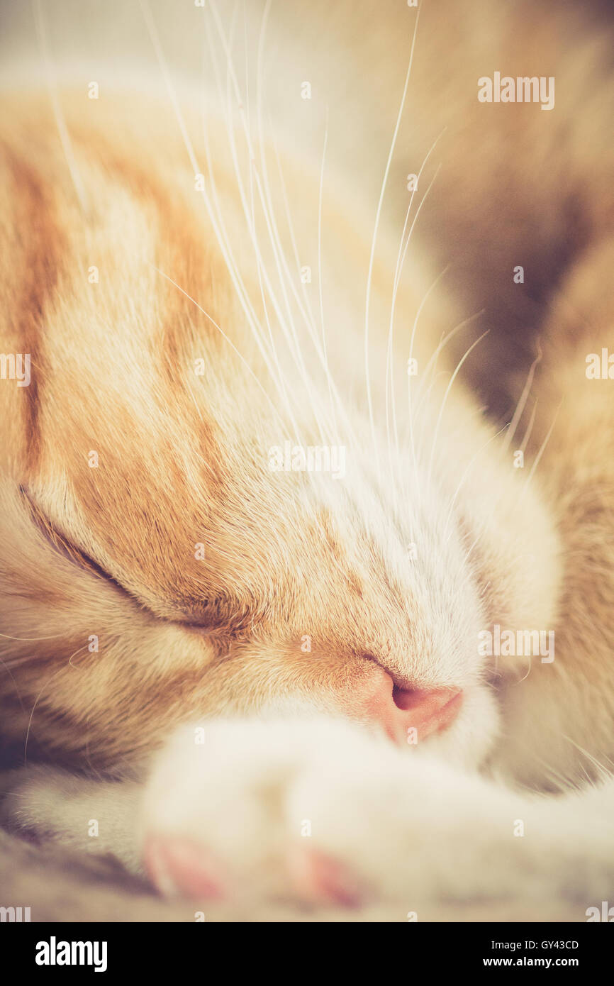 Sleeping Cat Stock Photo