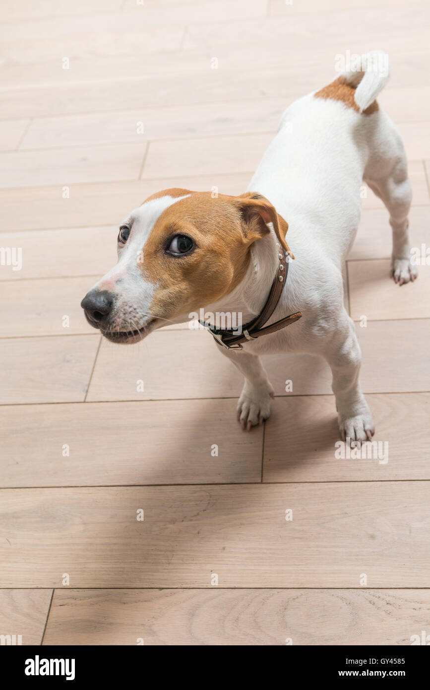 грустный пес. породы собак которые не переносят одиночество. грустный бордер колли. породы хорошо переносящие одиночество. грустный щенок.