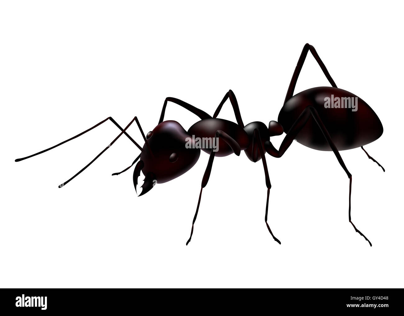 a close up view of a vector ant isolated on white Stock Photo - Alamy