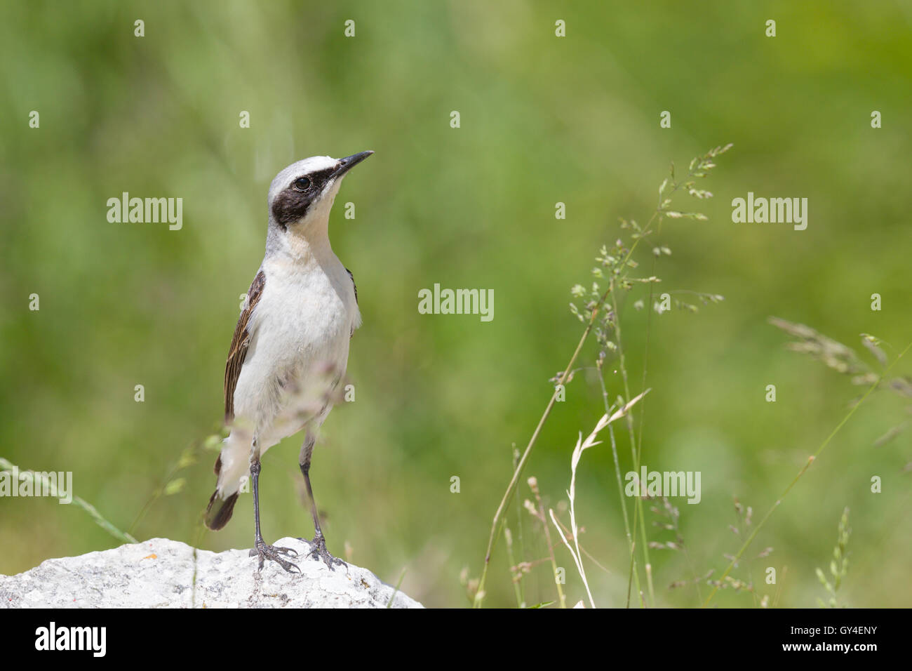 The northern wheatear, male Stock Photo