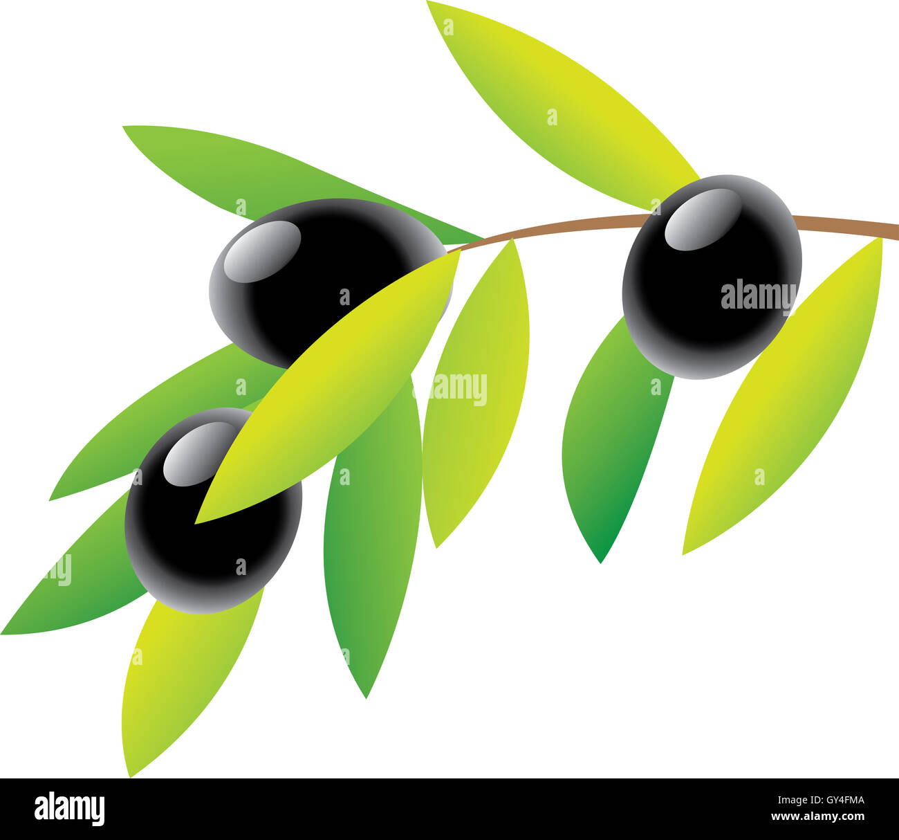 Olive Branch and green leaves isolated on white Stock Photo - Alamy