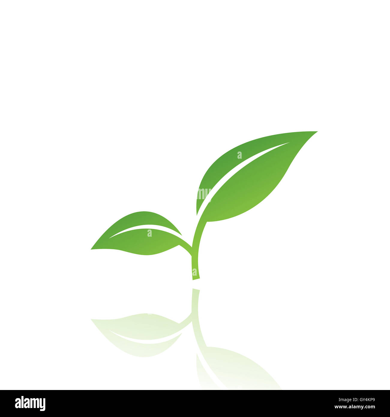 Green leaf isolated on white Stock Photo - Alamy