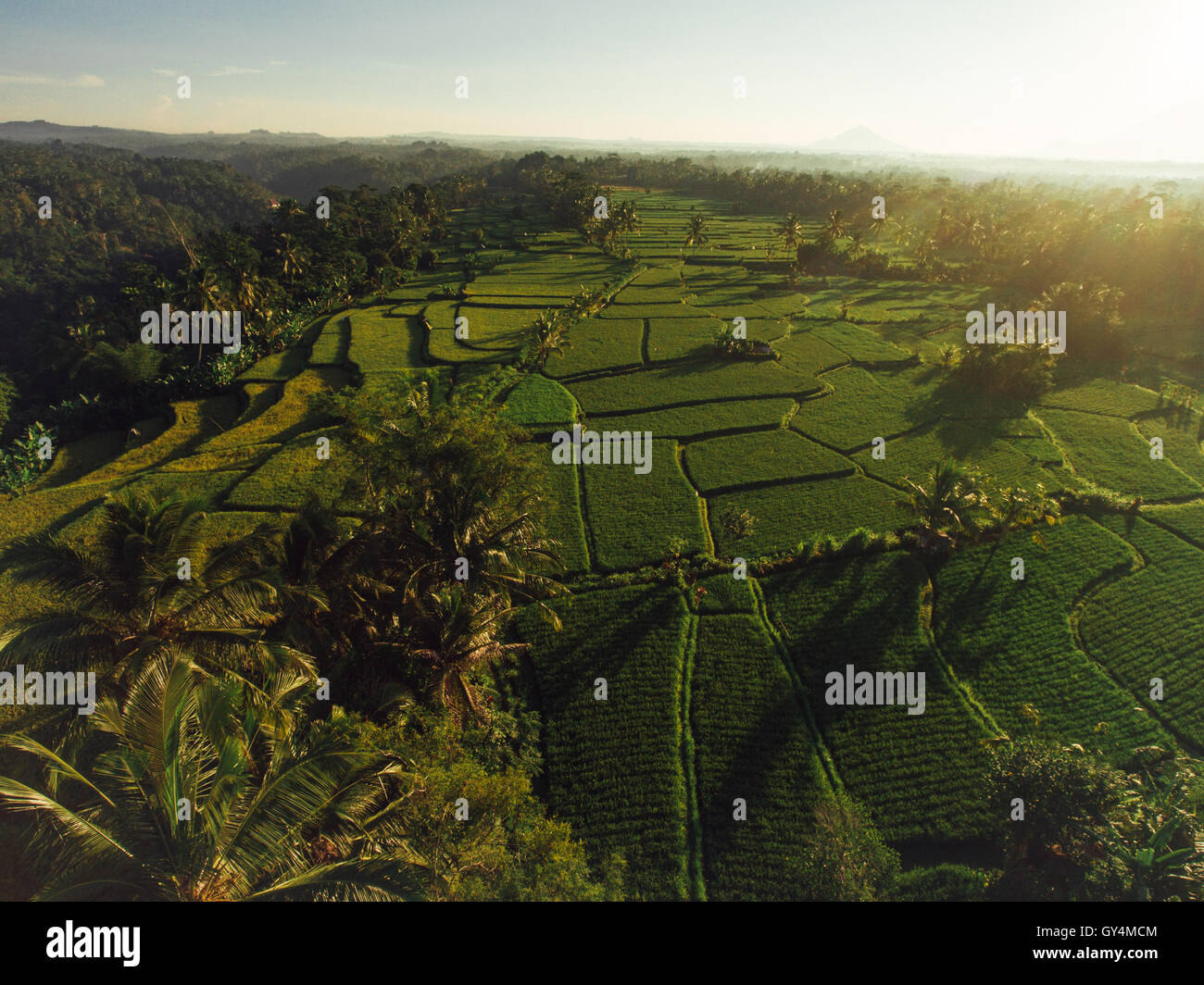Aerial view of rice fields in a village on a sunny day Stock Photo