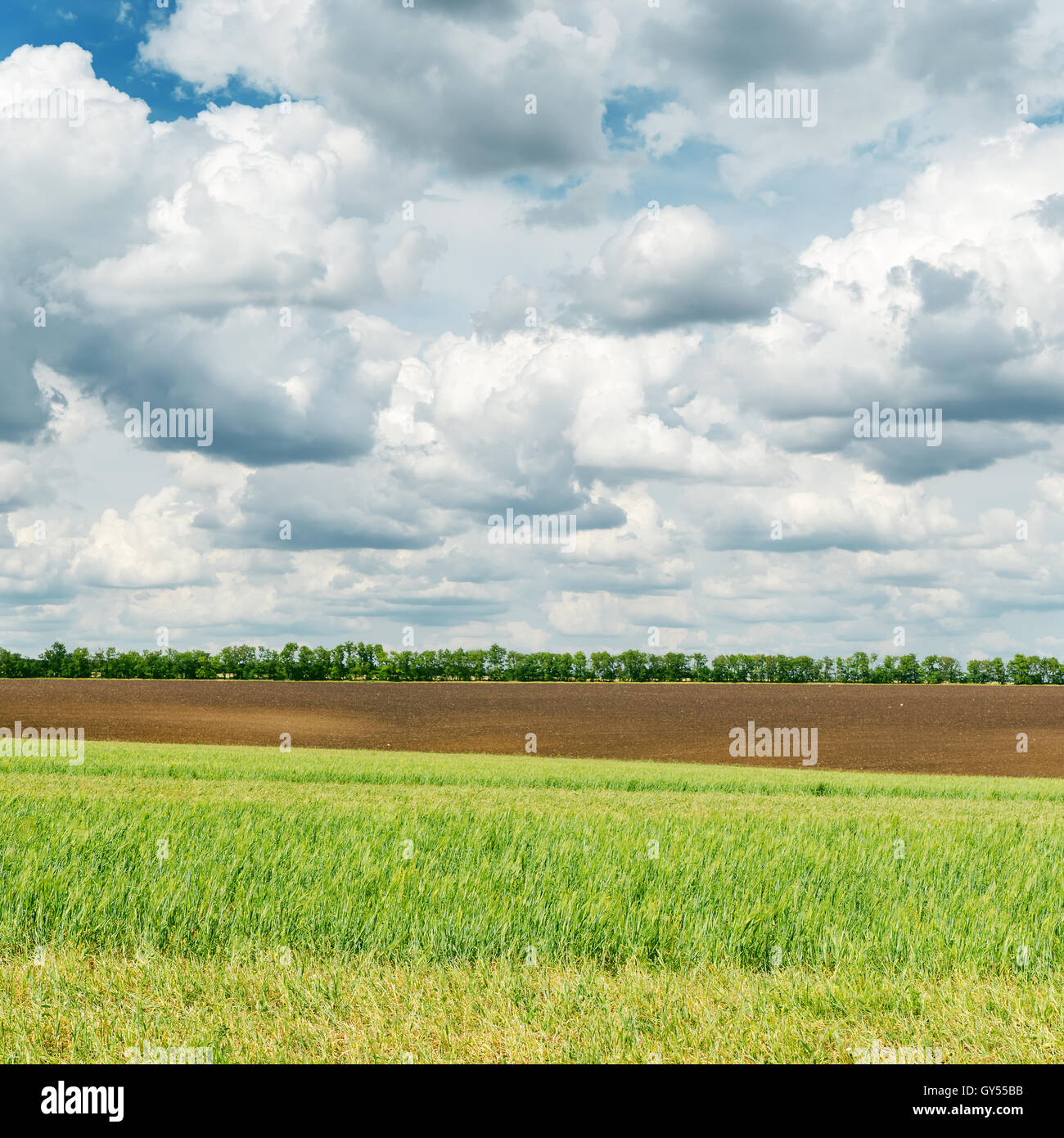 Agriculture Green Field And Low Clouds Over It Stock Photo Alamy agriculture-green-field-and-low-clouds-over-it-stock-photo-alamy