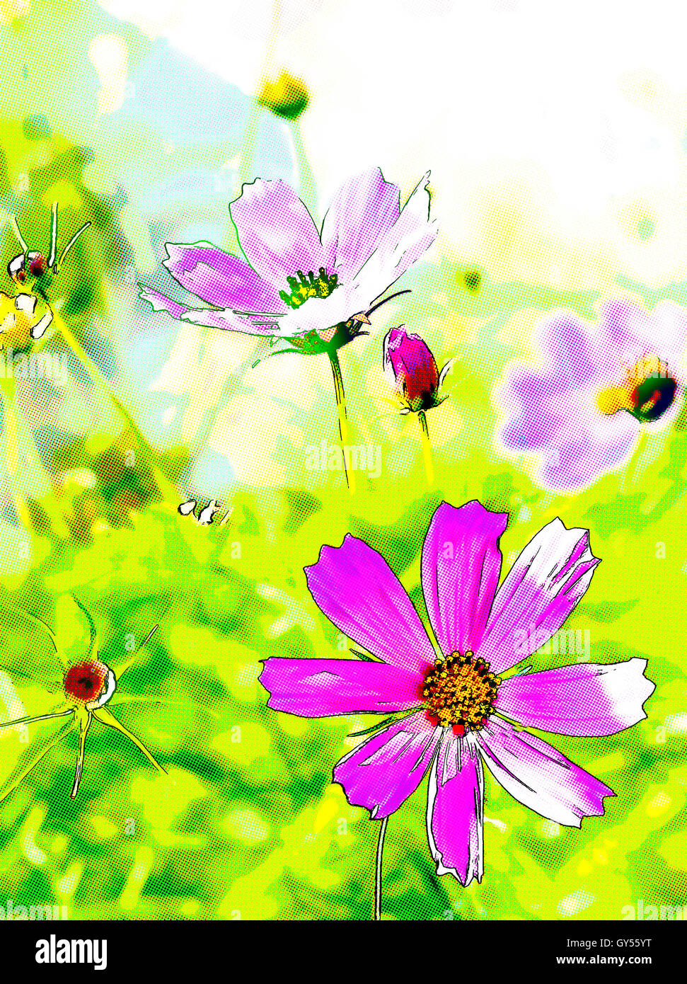 garden cosmos flowers comic effect Stock Photo