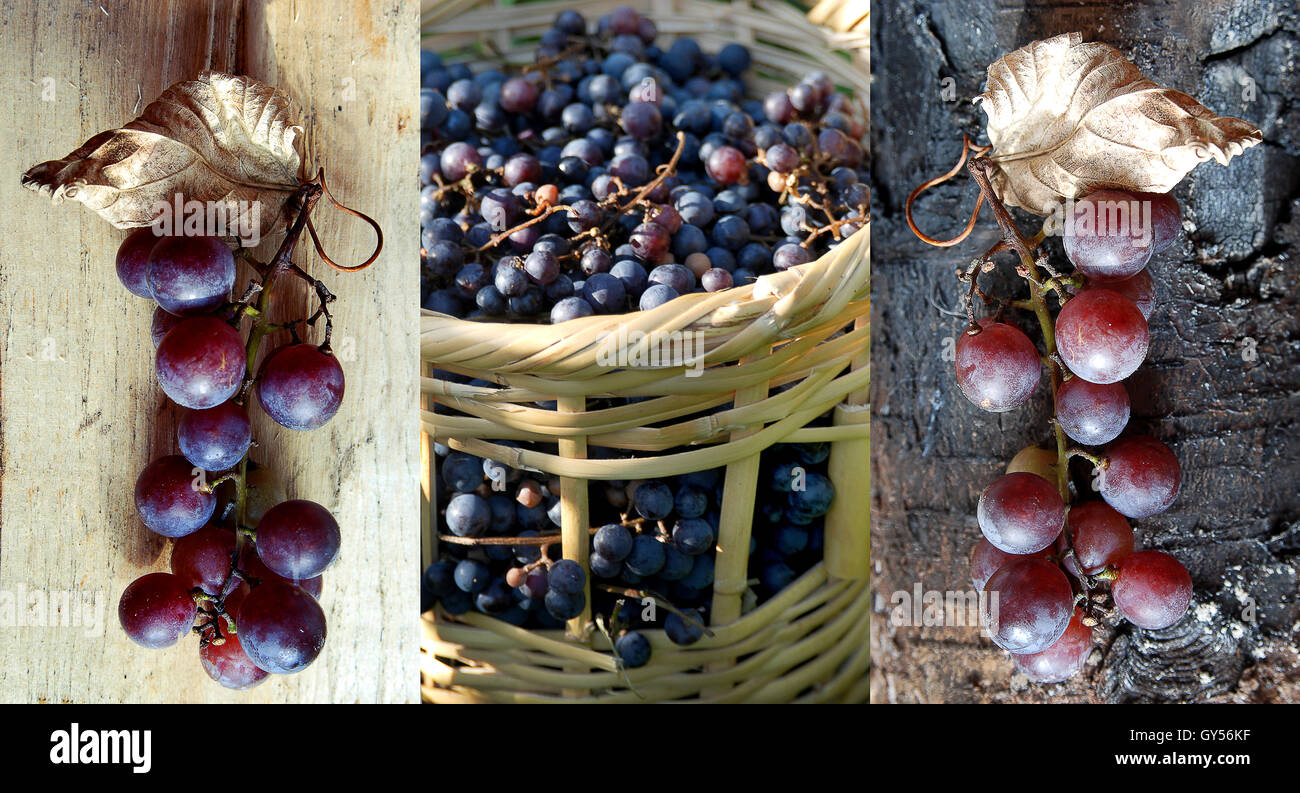 grape harvest Stock Photo