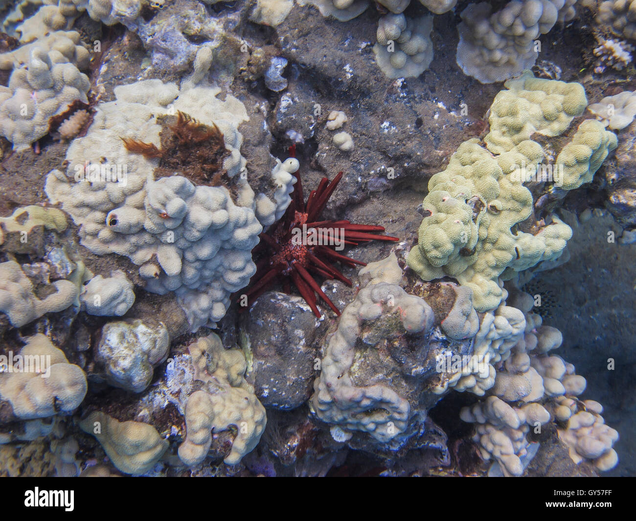 Red pencil sea urchin Stock Photo