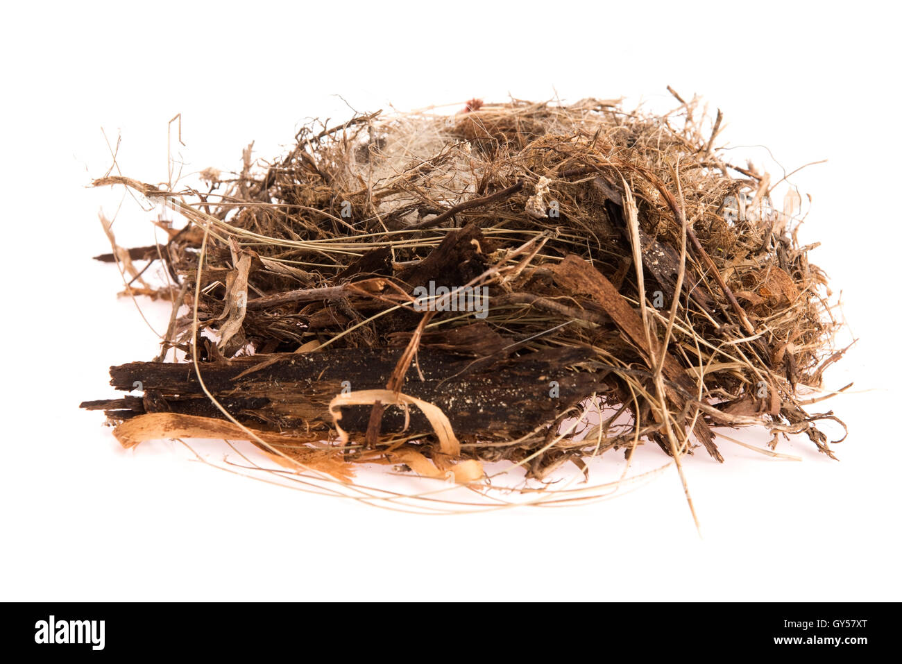 Detail of bird eggs in nest Stock Photo - Alamy