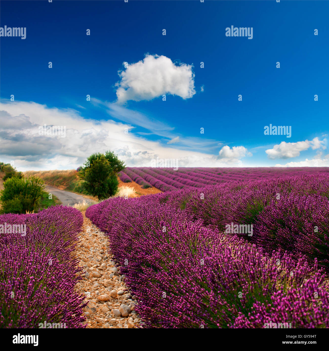 lavender field Stock Photo