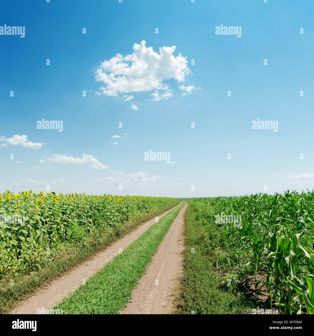 dirty road in field with sunflowers and blue sky Stock Photo - Alamy