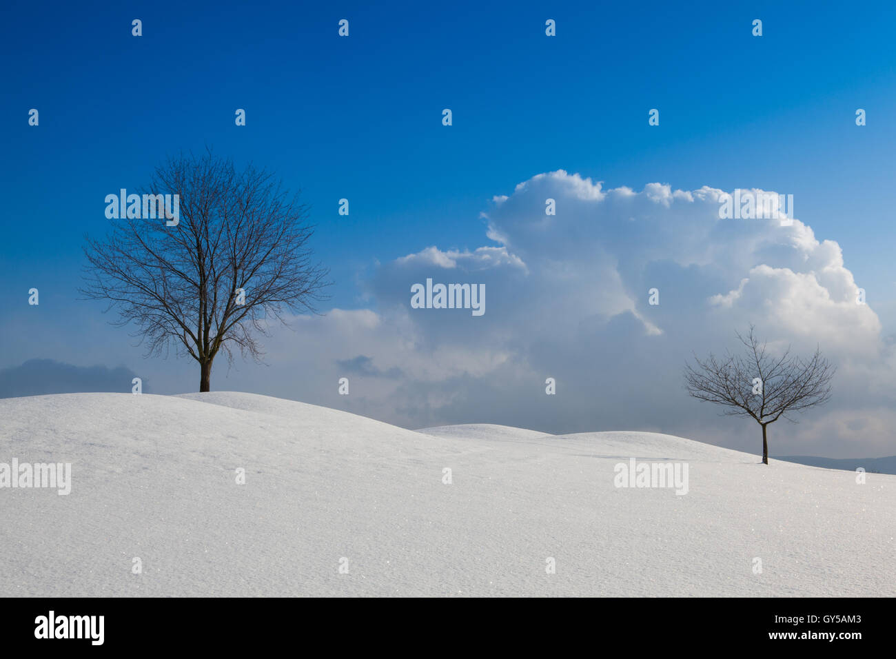 Lonely trees in a winter landscape under blue sky Stock Photo - Alamy