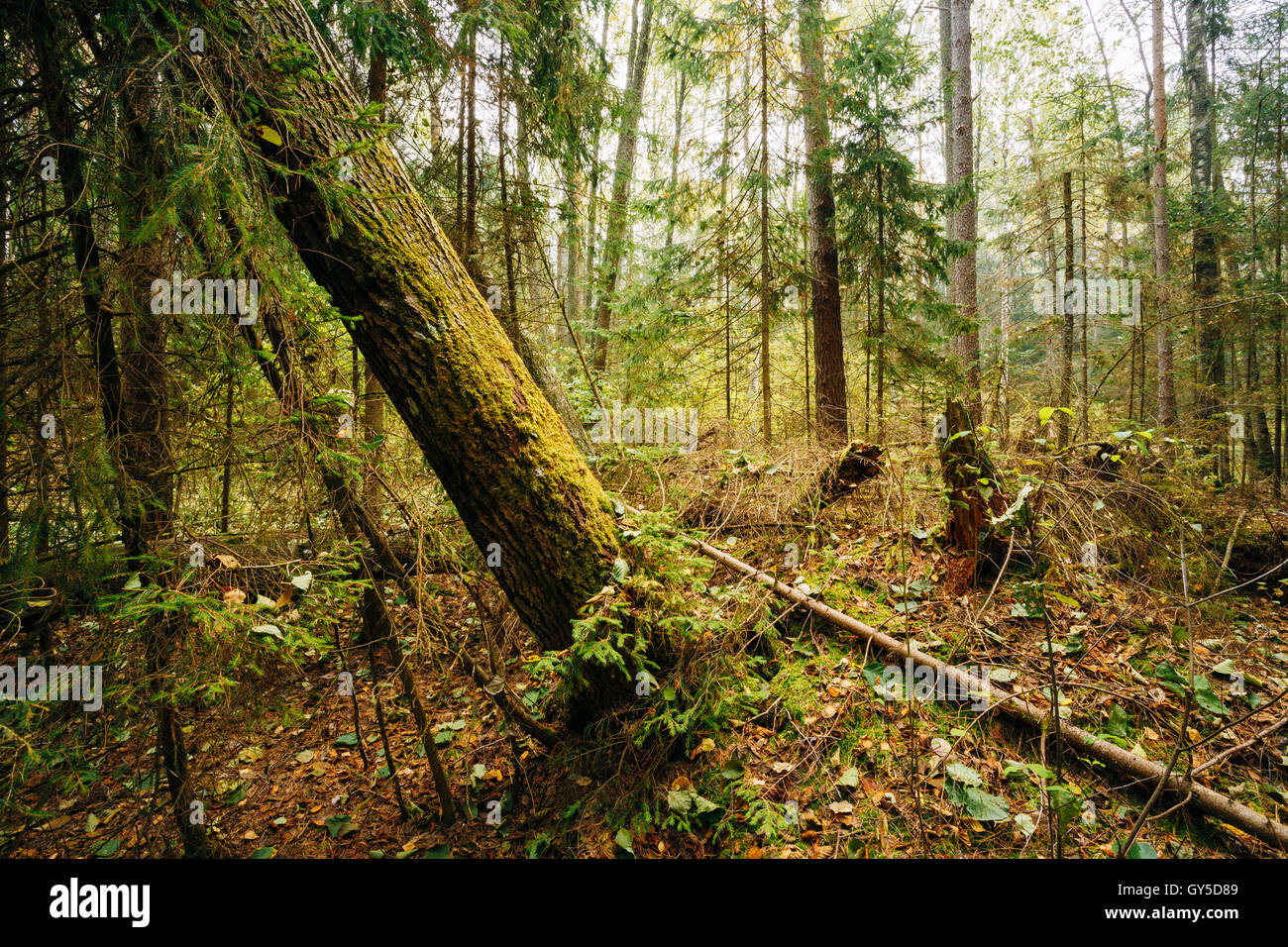 Wild Forest. Fallen Trees In Coniferous Forest Reserve. Stock Photo