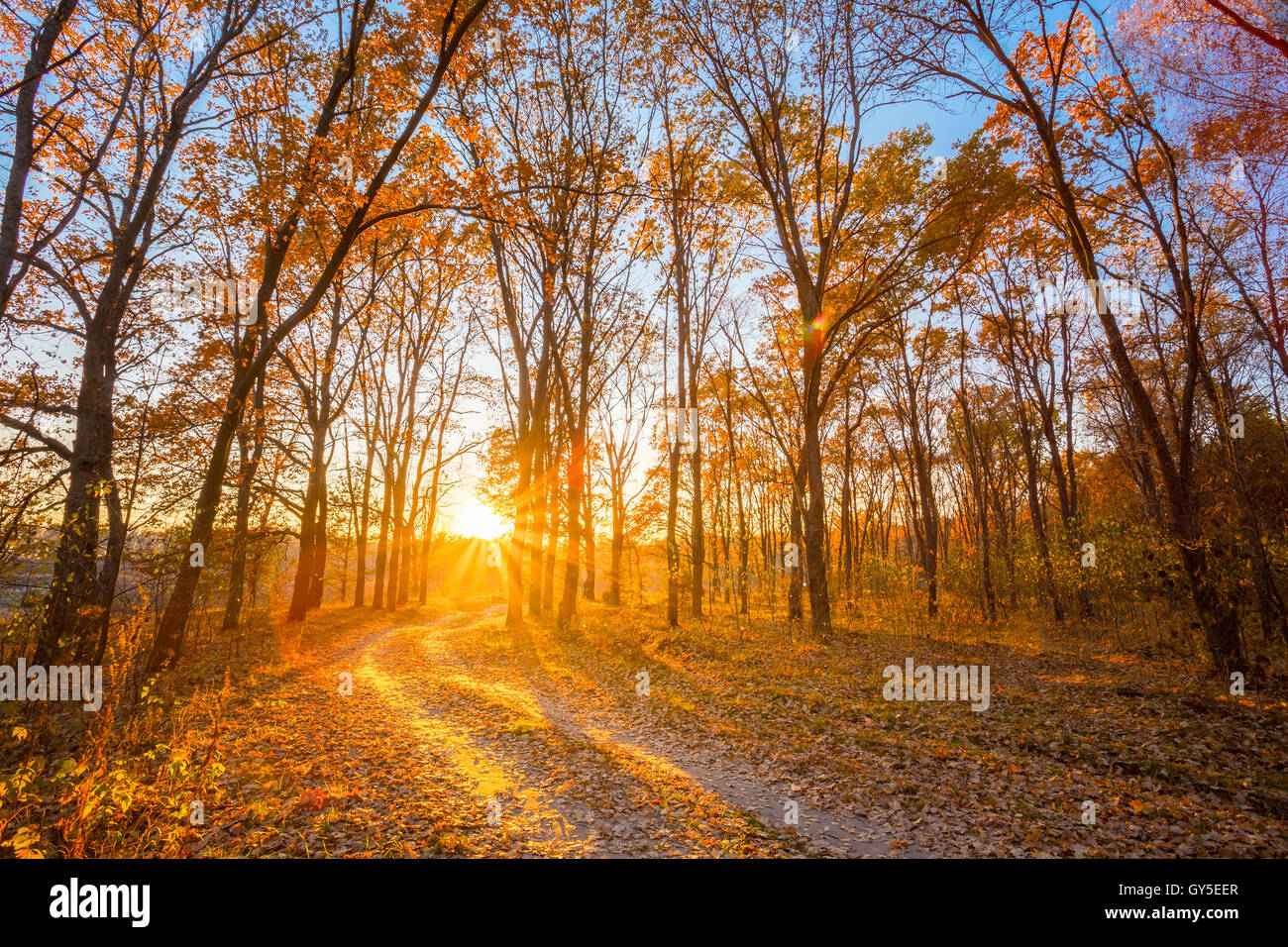 Winding Countryside Road Path Walkway Through Autumn Forest. Sunset ...