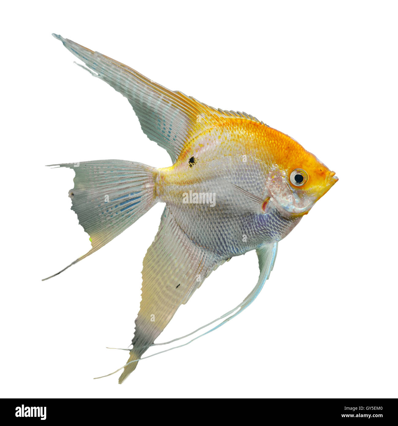 background with a portrait of the golden angel fish Stock Photo