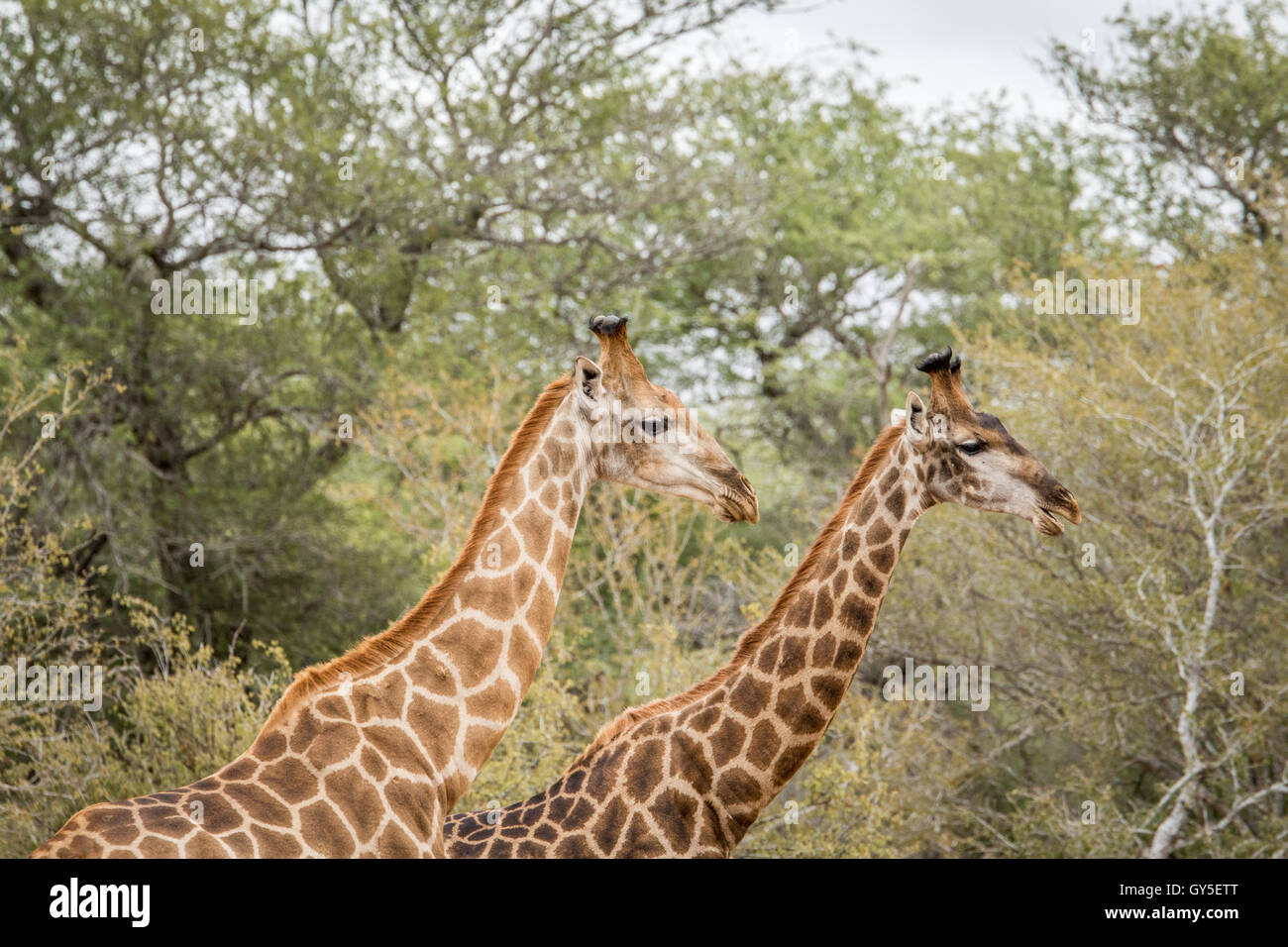 Two giraffes in south hi-res stock photography and images - Alamy
