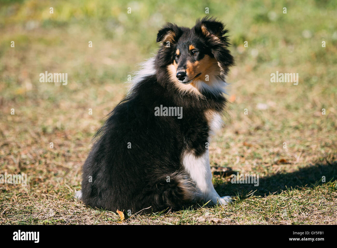 The Shetland Sheepdog, Sheltie, Collie Puppy Outdoors Stock Photo