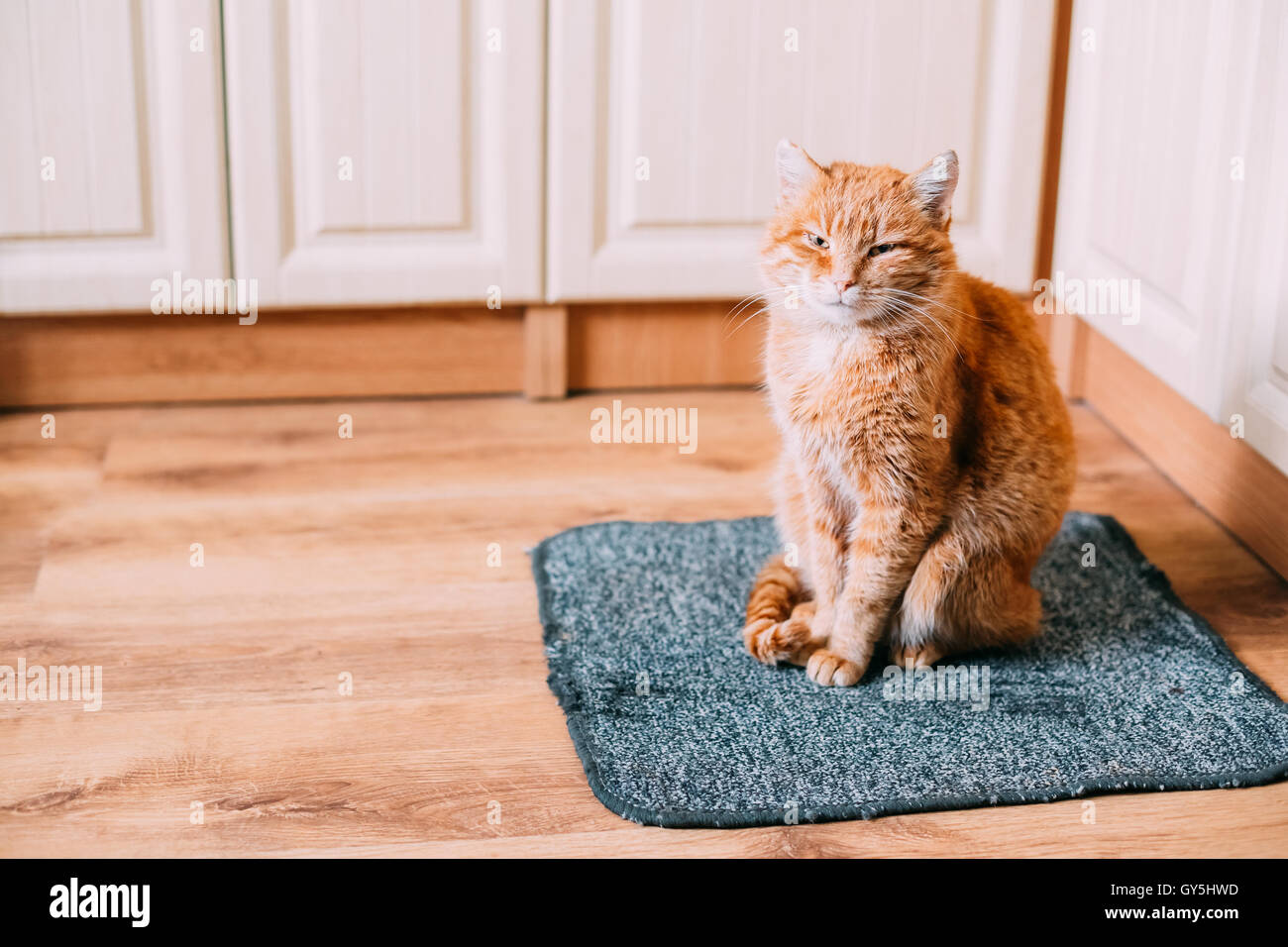 Peaceful Red Cat Sit In His Bed On Laminate Floor. Stock Photo