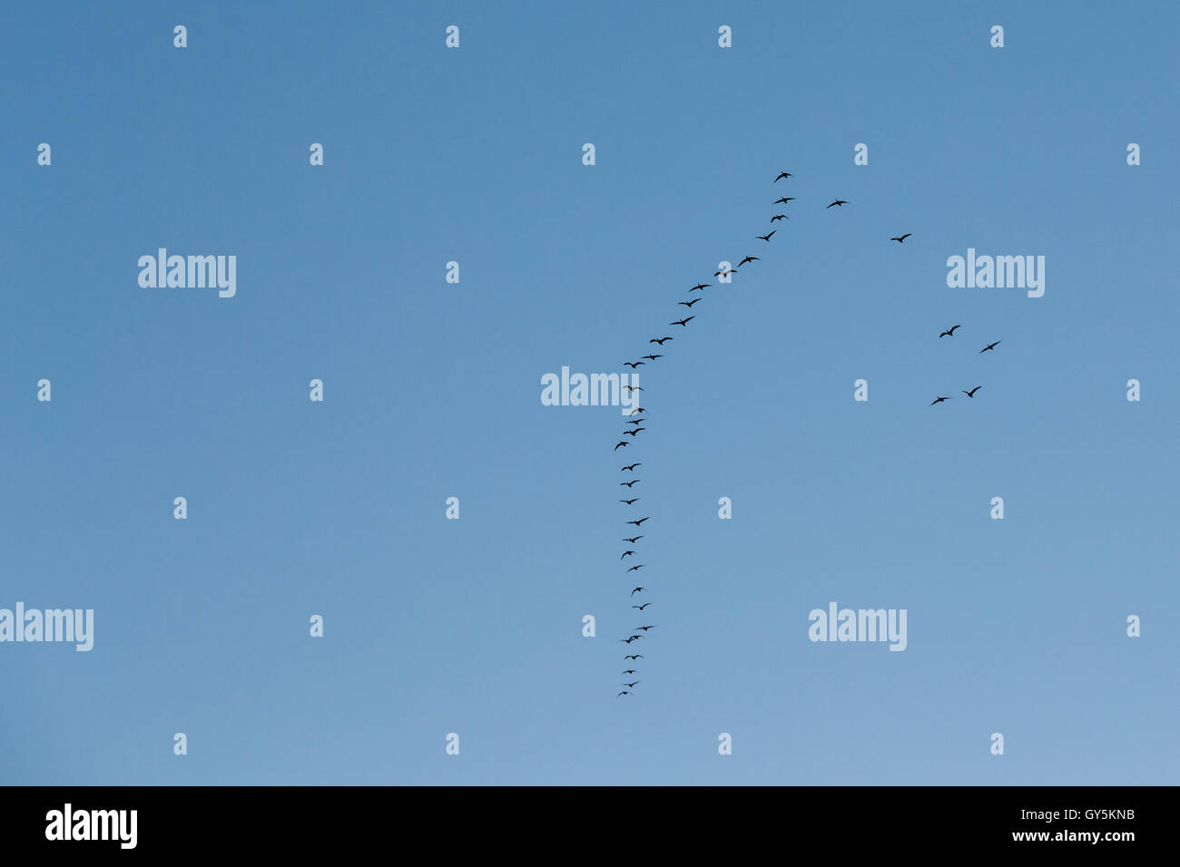Flock Of Geese Flies In V-formation Flying In Sunny Blue Autumn or Spring Sky Stock Photo