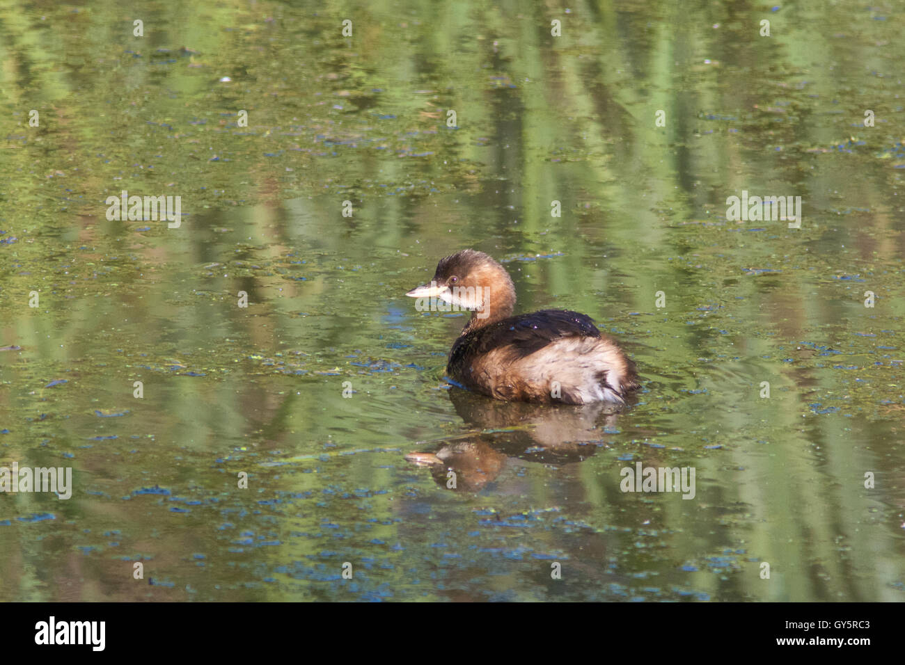 A Little Grebe (Tachybaptus ruficollis) or Dabchick water bird swimming around on a pond on a sunny day. Stock Photo