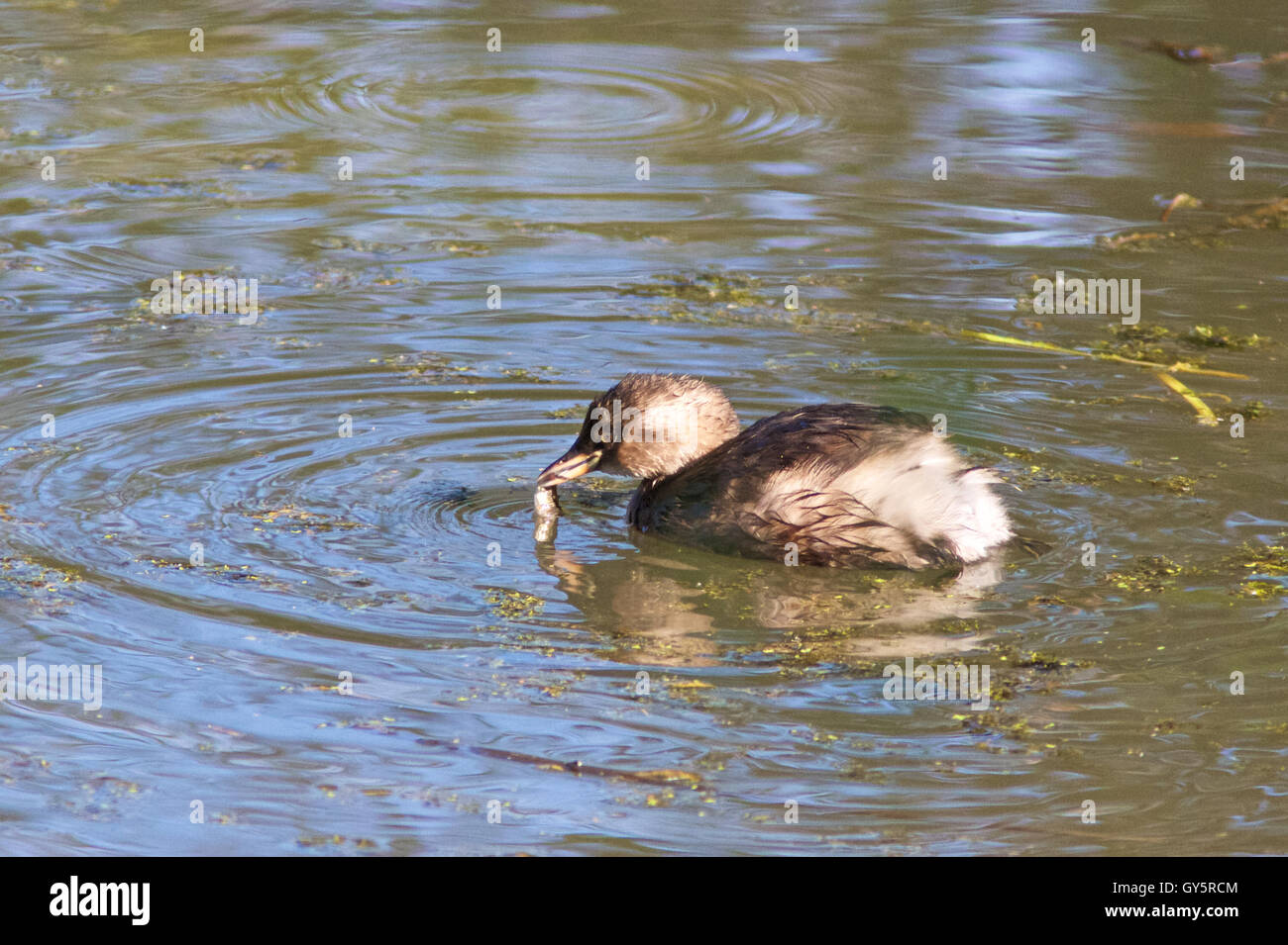 A Little Grebe (Tachybaptus ruficollis) or Dabchick water bird swimming around on a pond on a sunny day with a fish in its bill. Stock Photo