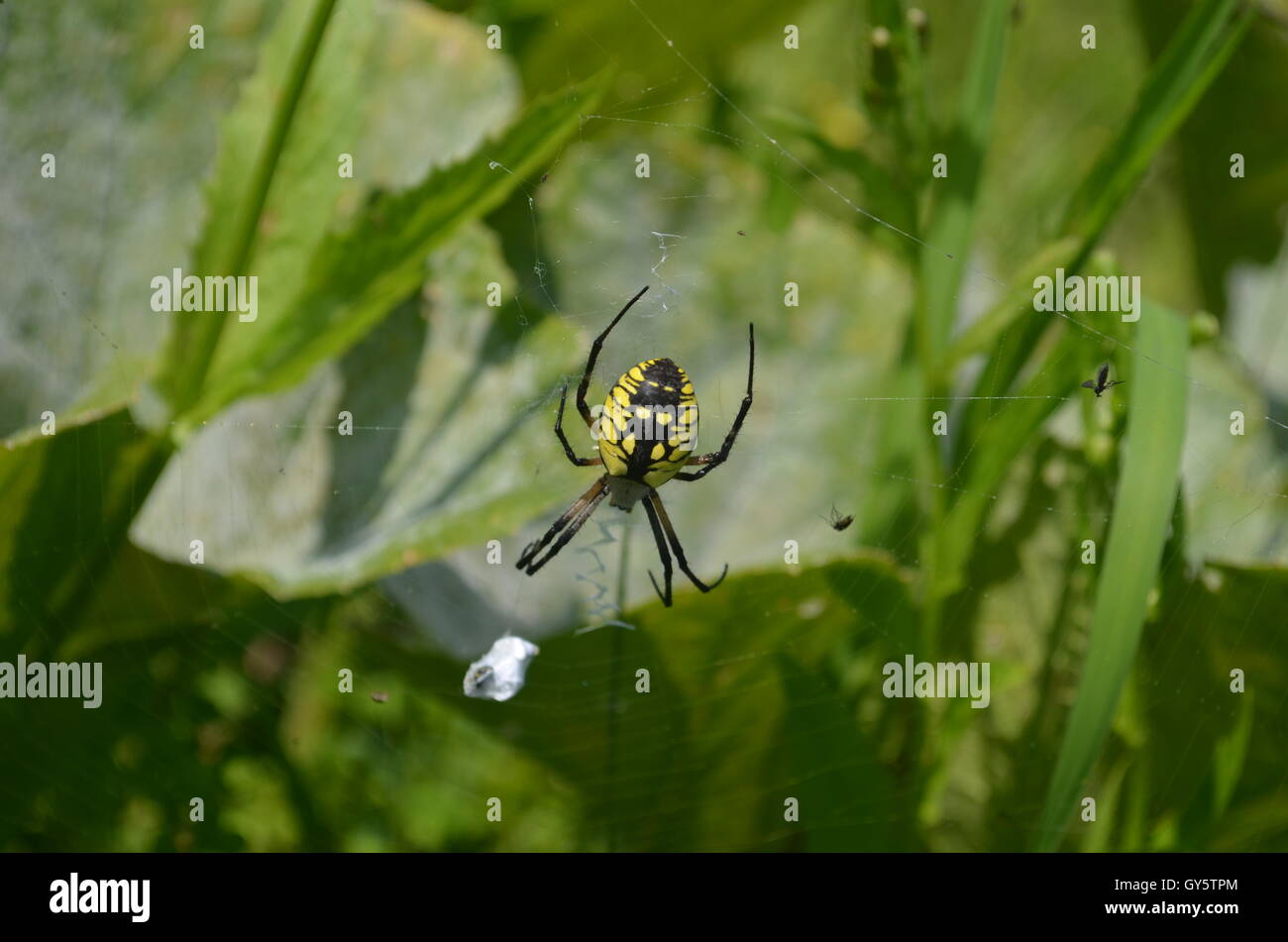 Zipper Spider web in pumpkin patch Stock Photo