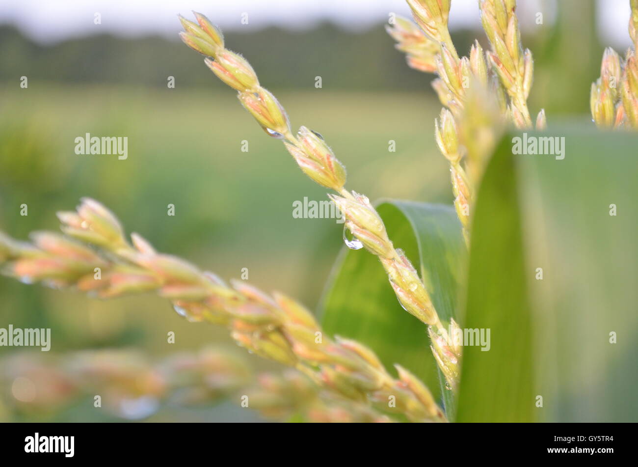 Corn tassel hires stock photography and images Alamy